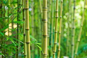 bambou-bio