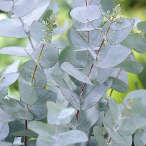 eucalyptus-bio