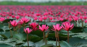 Fleur de Lotus utilisée dans les soins Létika