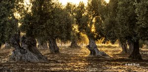 Le bienfait de l'huile d'olive dans les cosmétiques bio