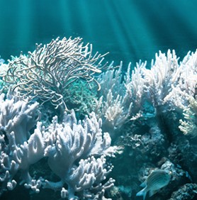 EQ Evoa protège le corail et le milieu marin